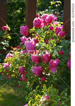 Dark rose pink is a beautiful rose 62595620