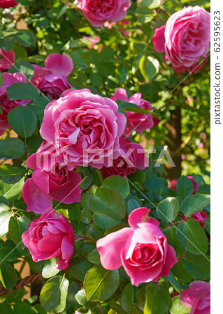 Dark rose pink is a beautiful rose 62595623
