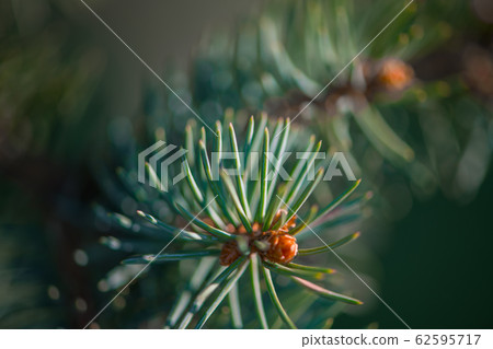 Defocus spring background of young branches with Defocus spring background of young branches with 62595717