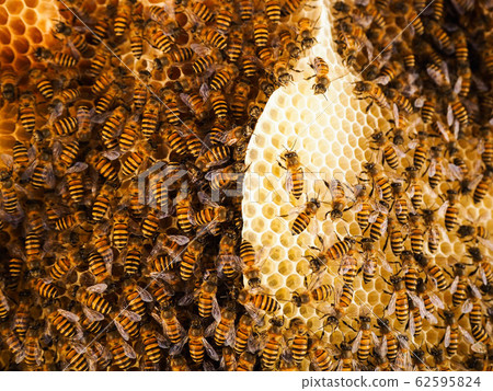Group of bees Working on honeycombs in beehives in an apiary 62595824