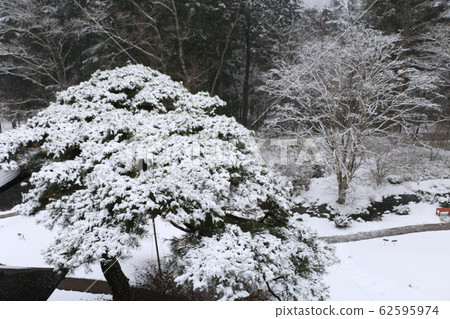 Trees Trees 62595974