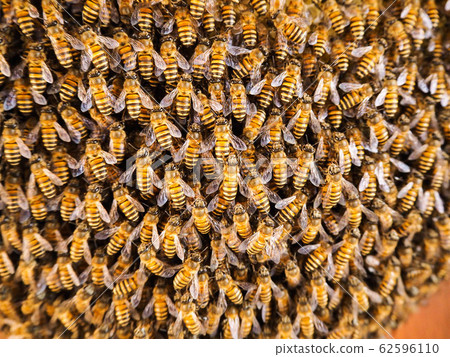 Group of bees Working on honeycombs in beehives in an apiary 62596110