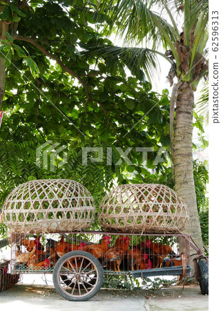 Rear car and bird cage carrying chicken Rear car and bird cage carrying chicken 62596313