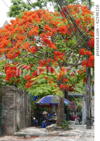 Flame Tree Red Bloom Haiphong Summer 62596316