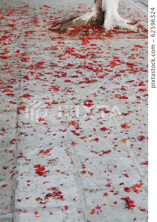 Flame Tree Crimson Petal Road Flame Tree Crimson Petal Road 62596324