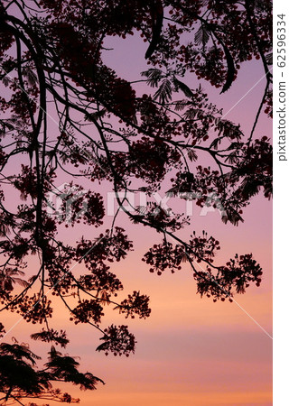 夏季夕陽的天空漸變和火焰樹剪影 夏季夕陽的天空漸變和火焰樹剪影 62596334