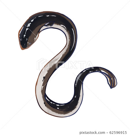 鰻魚 62596915