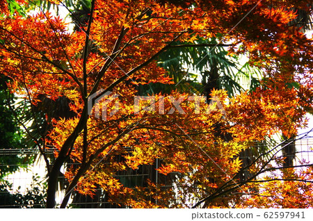 Orange autumn leaves Orange autumn leaves 62597941
