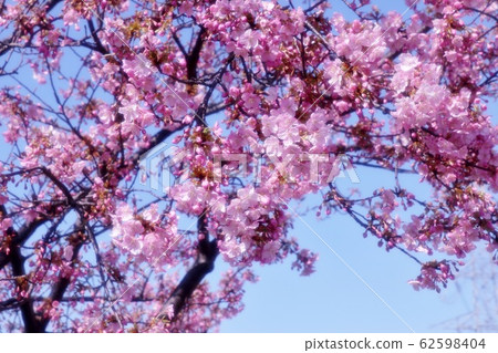 Sakura Kawazu: Row of cherry trees: Hoya River 62598404