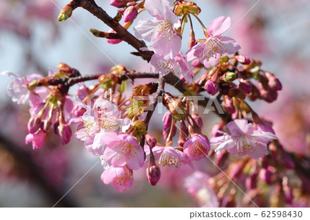 櫻花河津:一排櫻桃樹:霍亞河 櫻花河津:一排櫻桃樹:霍亞河 62598430