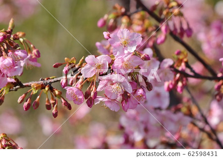 櫻花河津：一排櫻桃樹：霍亞河 62598431