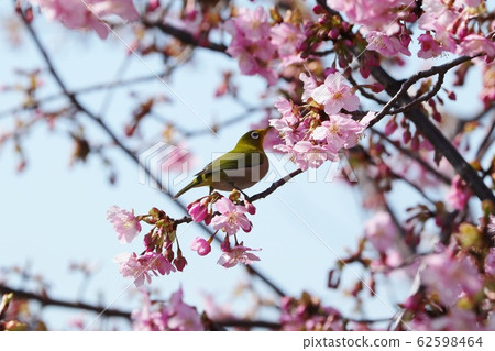 櫻花河津＆：白眼：櫻花樹：霍亞河 62598464