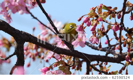 櫻花河津＆：白眼：櫻花樹：霍亞河 62598524