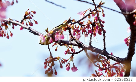 櫻花河津＆：白眼：櫻花樹：霍亞河 62598532