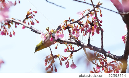 櫻花河津＆：白眼：櫻花樹：霍亞河 62598534