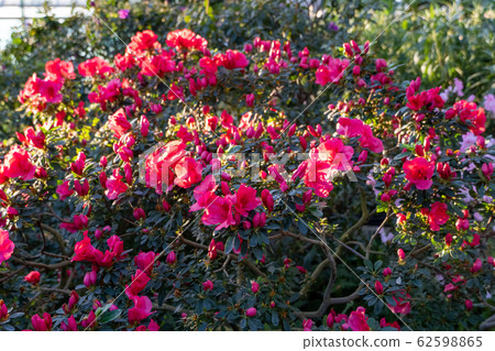Blooming azaleas in the botanical garden Blooming azaleas in the botanical garden 62598865