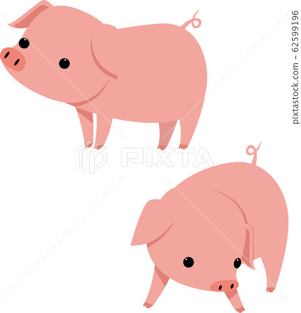 pig	 62599196