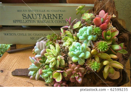 多肉植物和浮木 照片素材 圖片 圖庫