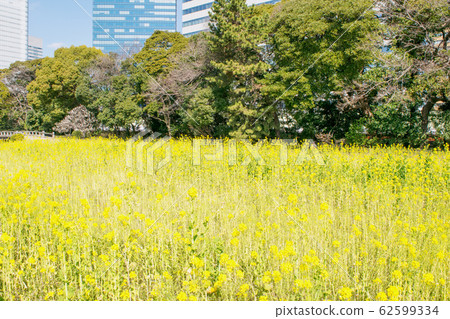 東京濱丸花園強姦場 62599334
