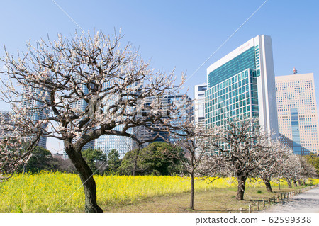 東京Hamarikyu花園油菜田和汐留建築物 東京Hamarikyu花園油菜田和汐留建築物 62599338