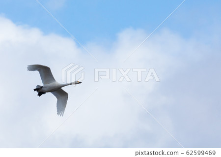 Butterfly flying in the sky Butterfly flying in the sky 62599469