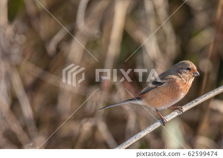 Benimashiko stopping on branches Benimashiko stopping on branches 62599474