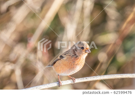 Benimashiko stopping on branches 62599476