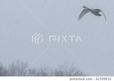 oper天鵝在雪中飛翔 62599610