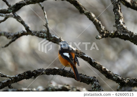 Redstart and Spring Visit / Bokeh Flowers / Plum Blossoms / February Redstart and Spring Visit / Bokeh Flowers / Plum Blossoms / February 62600515