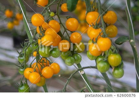 Yellow Tomato 62600876