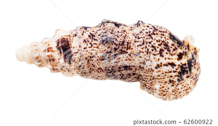 shell of cerith mollusk isolated on white shell of cerith mollusk isolated on white 62600922