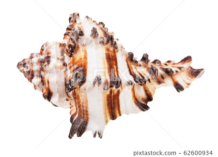 brown striped conch of muricidae mollusk isolated 62600934
