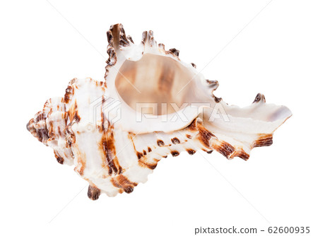 empty striped conch of muricidae mollusk isolated 62600935