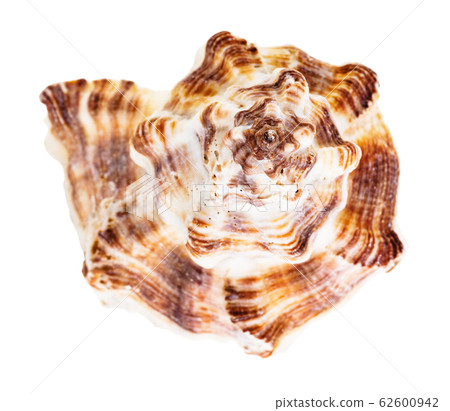 helix of shell of brown muricidae mollusk isolated helix of shell of brown muricidae mollusk isolated 62600942