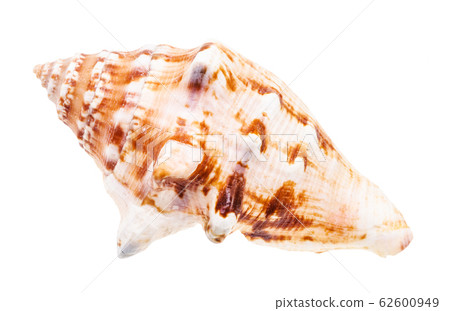 shell of sea mollusk isolated on white shell of sea mollusk isolated on white 62600949