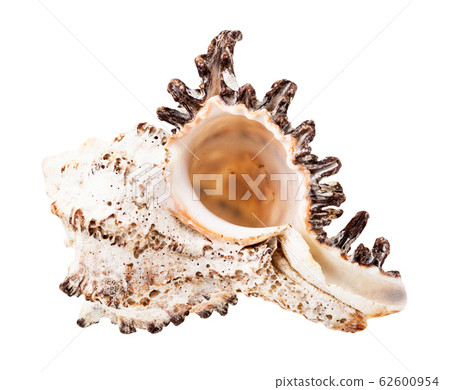 empty conch of white muricidae mollusk isolated 62600954