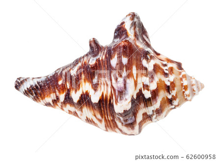 dark brown shell of muricidae mollusk isolated 62600958