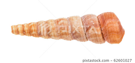shell of turritella mollusk isolated on white 62601027