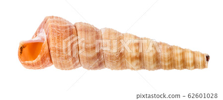 empty shell of turritella mollusk isolated empty shell of turritella mollusk isolated 62601028