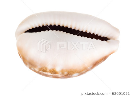 empty shell of cowry isolated on white 62601031
