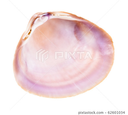 empty violet shell of clam isolated on white empty violet shell of clam isolated on white 62601034