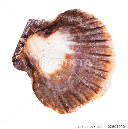 empty dark brown shell of scallop isolated 62601050
