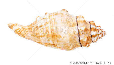 conch of sea snail isolated on white conch of sea snail isolated on white 62601065