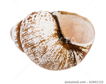 empty shell of snail isolated on white empty shell of snail isolated on white 62601132