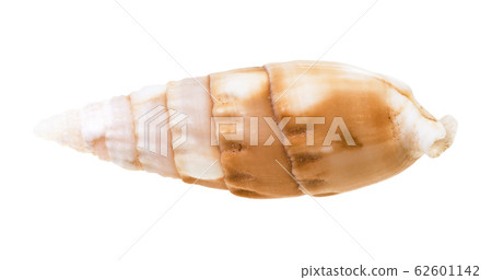shell of cerith mollusc isolated on white 62601142