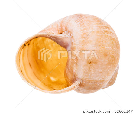 empty shell of land snail isolated on white 62601147