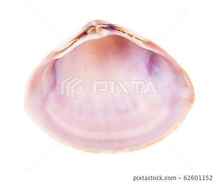 empty pink violet shell of clam isolated on white 62601152