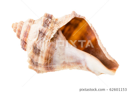 empty brown shell of whelk mollusk isolated empty brown shell of whelk mollusk isolated 62601153