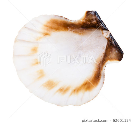 empty shell of scallop isolated on white 62601154