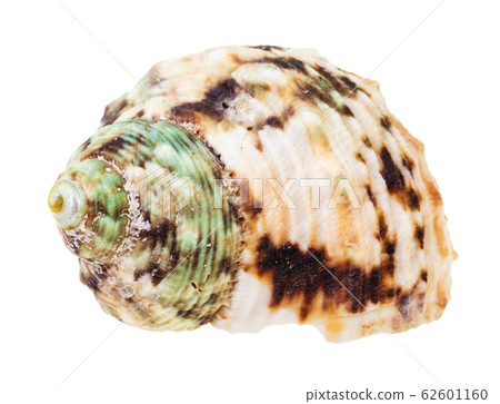 helix brown spotted shell of whelk mollusc 62601160